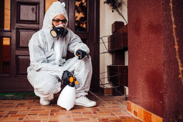 Reliable Wasp Removal contractor in Hazel Crest, IL by Show Me Pest Control